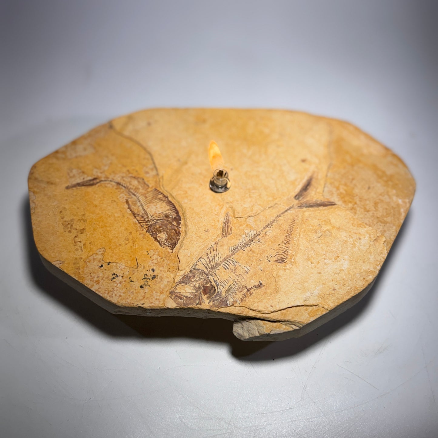 Rock Candle, Wyoming Fish Fossil