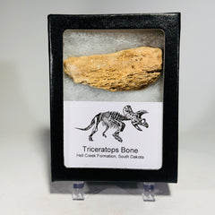 Triceratops Bone Fossil in Case