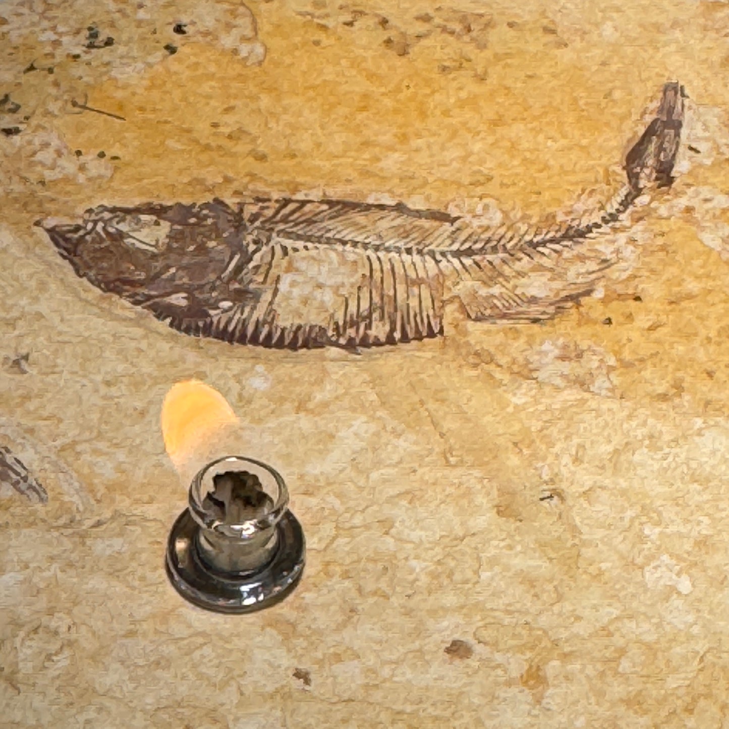 Rock Candle, Wyoming Fish Fossil