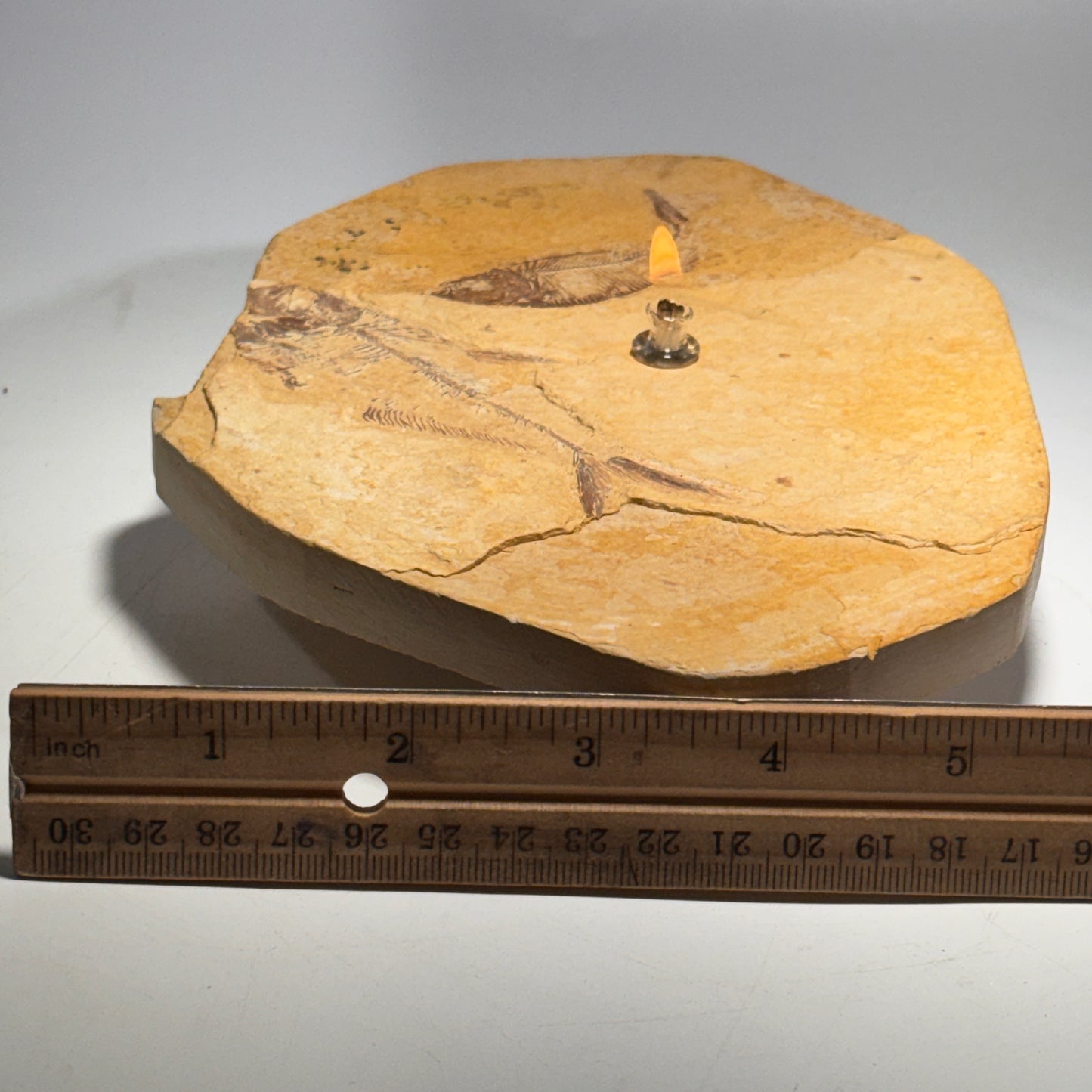 Rock Candle, Wyoming Fish Fossil