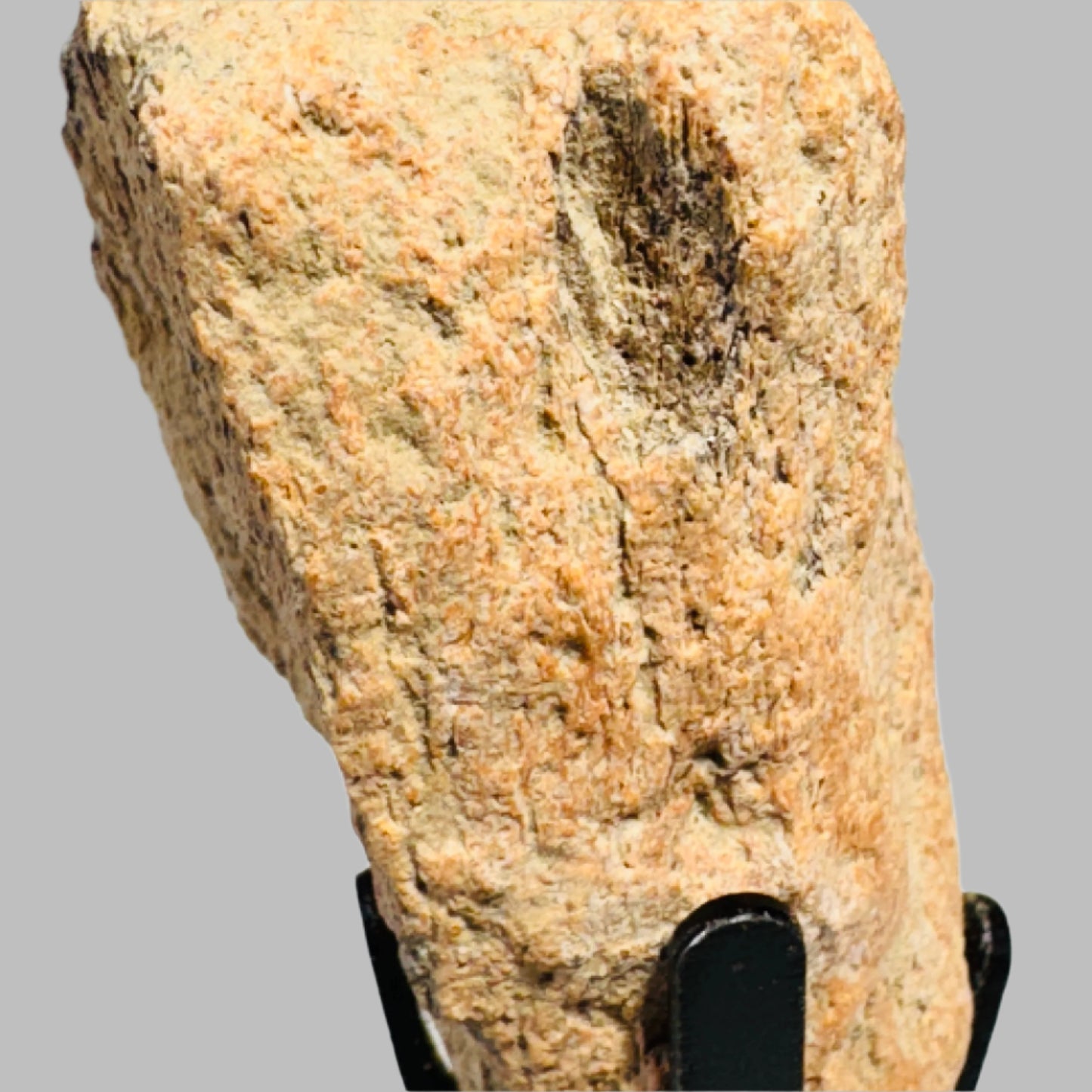 Triceratops Bone Fossil on Metal Stand