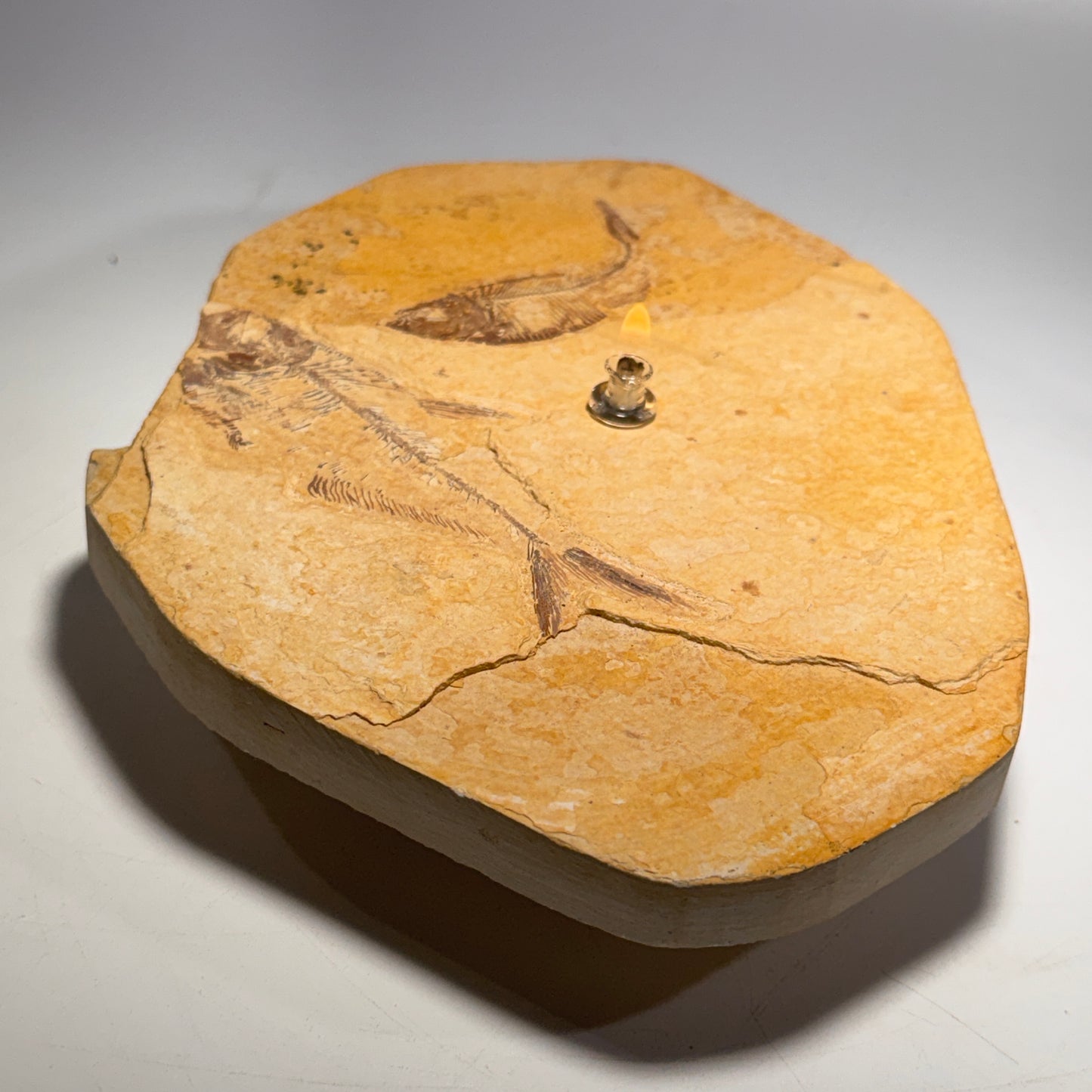 Rock Candle, Wyoming Fish Fossil