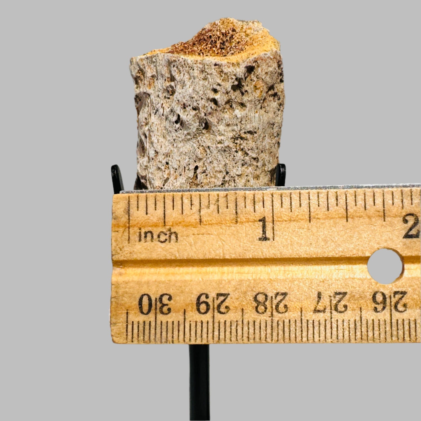 Triceratops Bone Fossil on Metal Stand