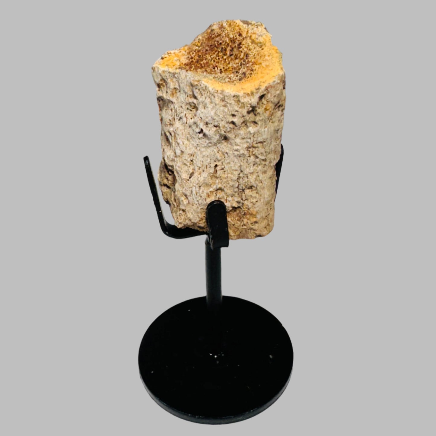 Triceratops Bone Fossil on Metal Stand