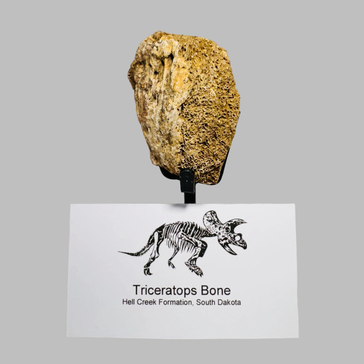 Triceratops Bone Fossil on Metal Stand