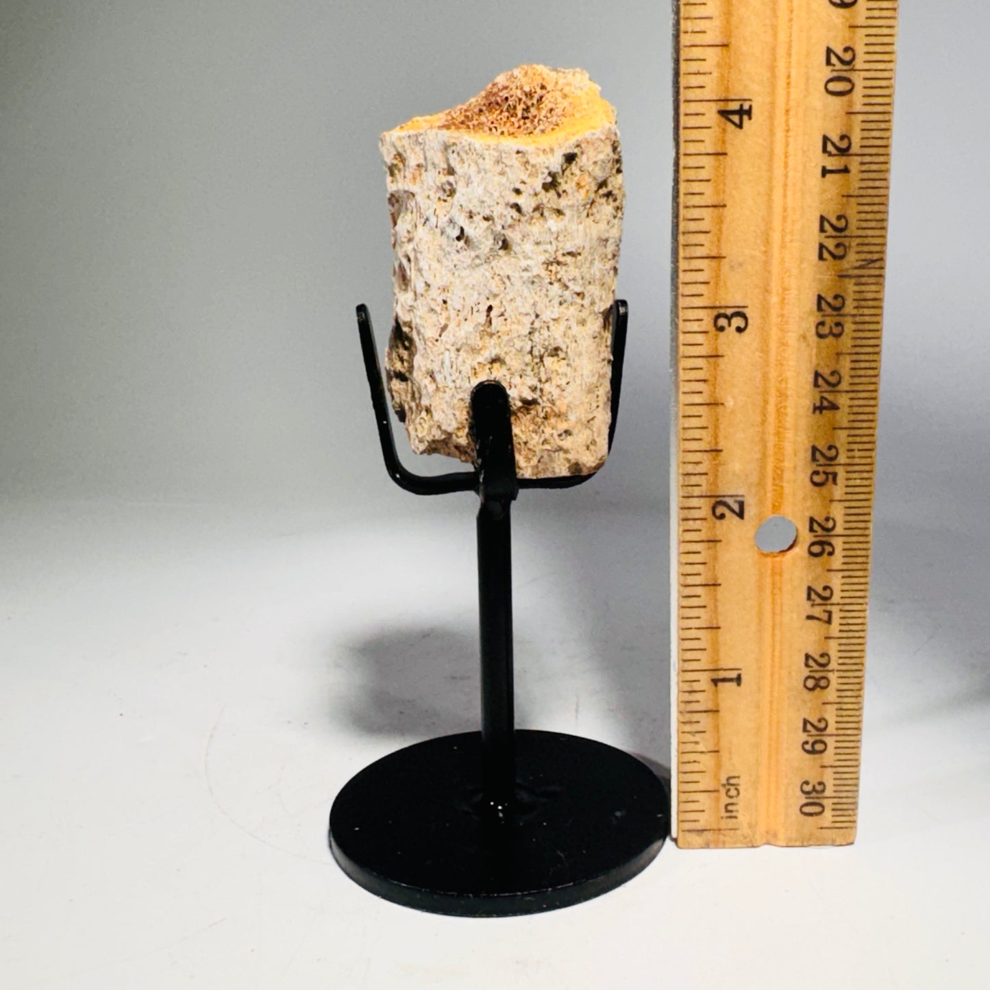 Triceratops Bone Fossil on Metal Stand