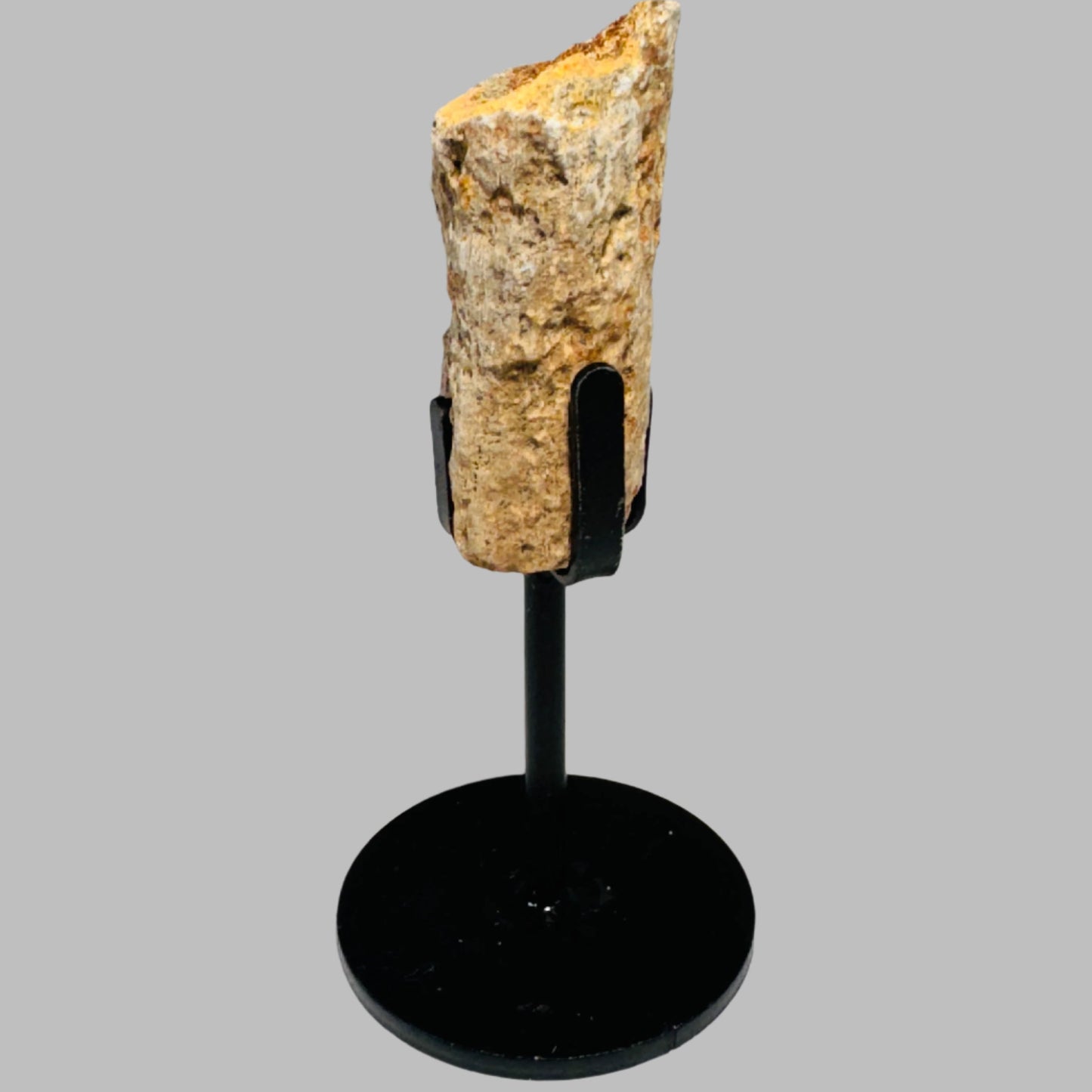 Triceratops Bone Fossil on Metal Stand