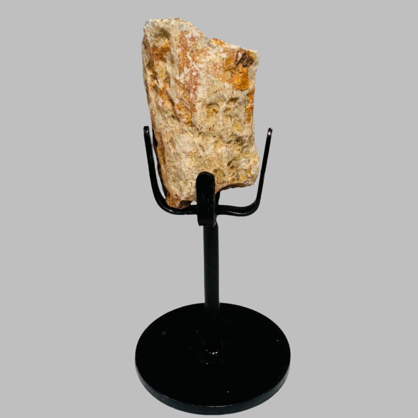 Triceratops Bone Fossil on Metal Stand