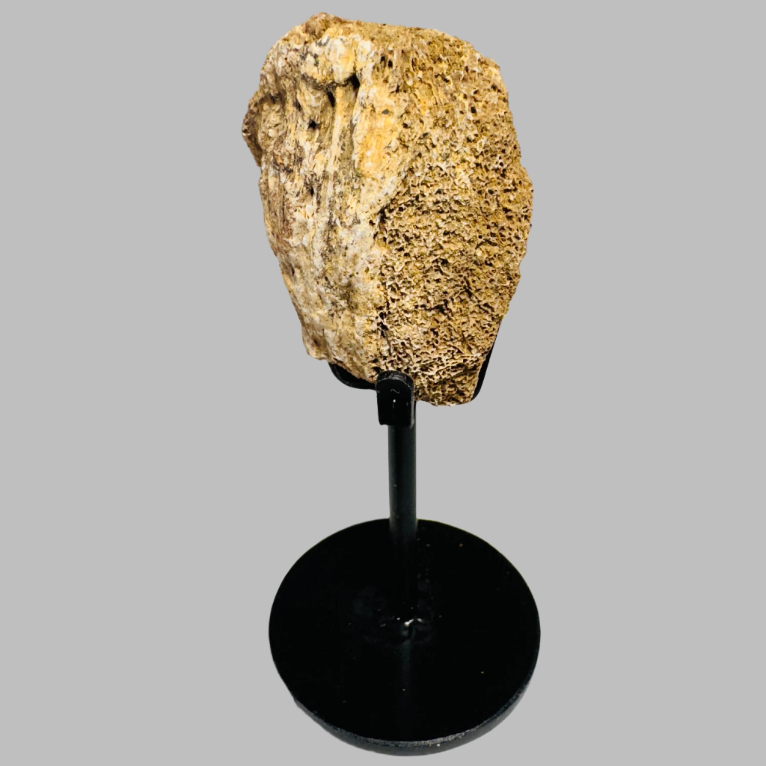 Triceratops Bone Fossil on Metal Stand