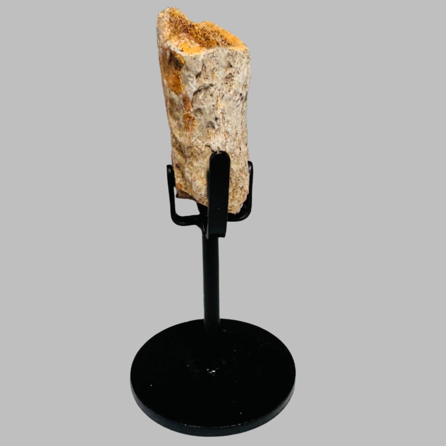 Triceratops Bone Fossil on Metal Stand