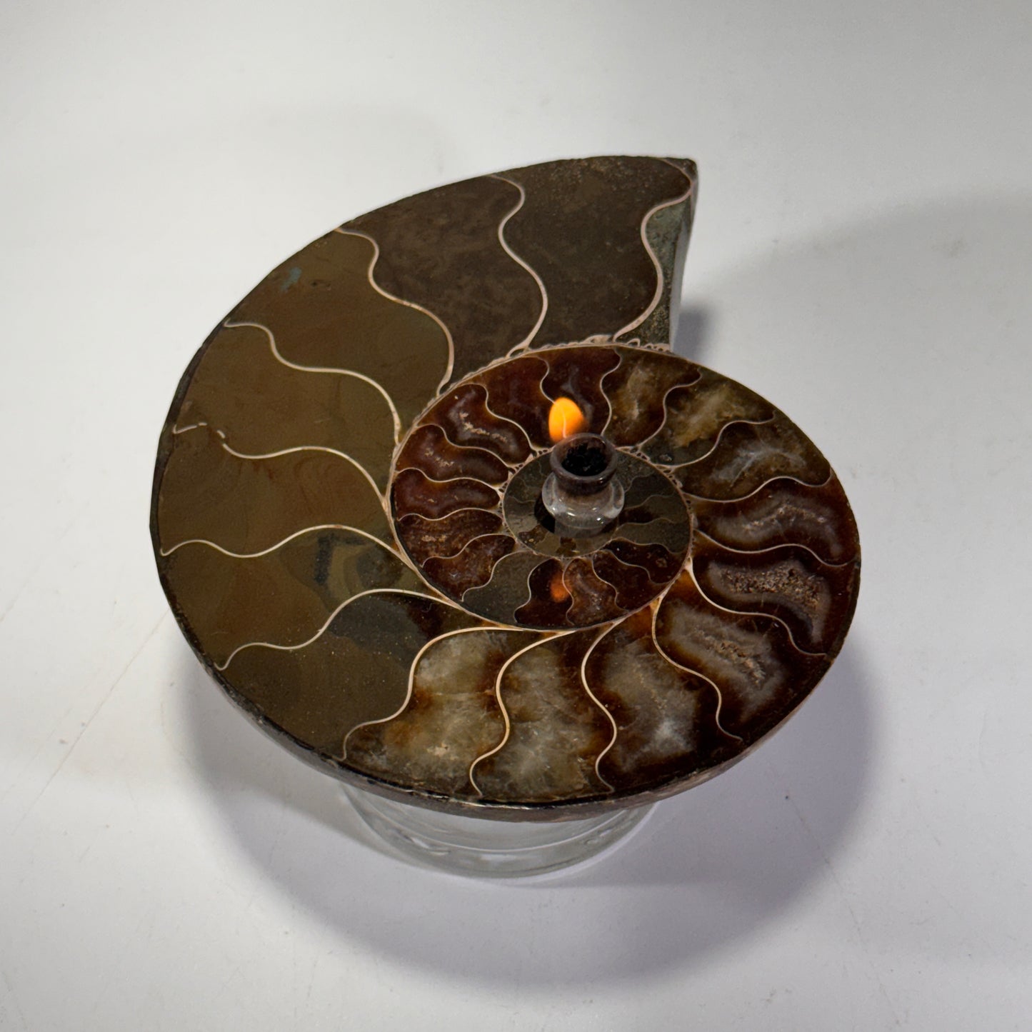 Manjunga Ammonite Fossil Cande – Handcrafted Rock Oil Lamp for Home Decor