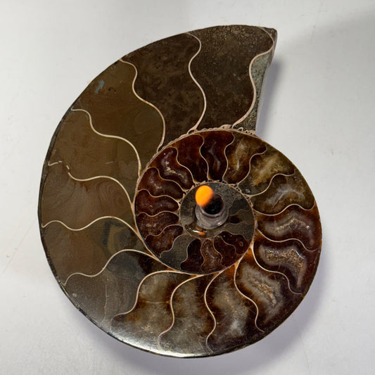 Manjunga Ammonite Fossil Cande – Handcrafted Rock Oil Lamp for Home Decor