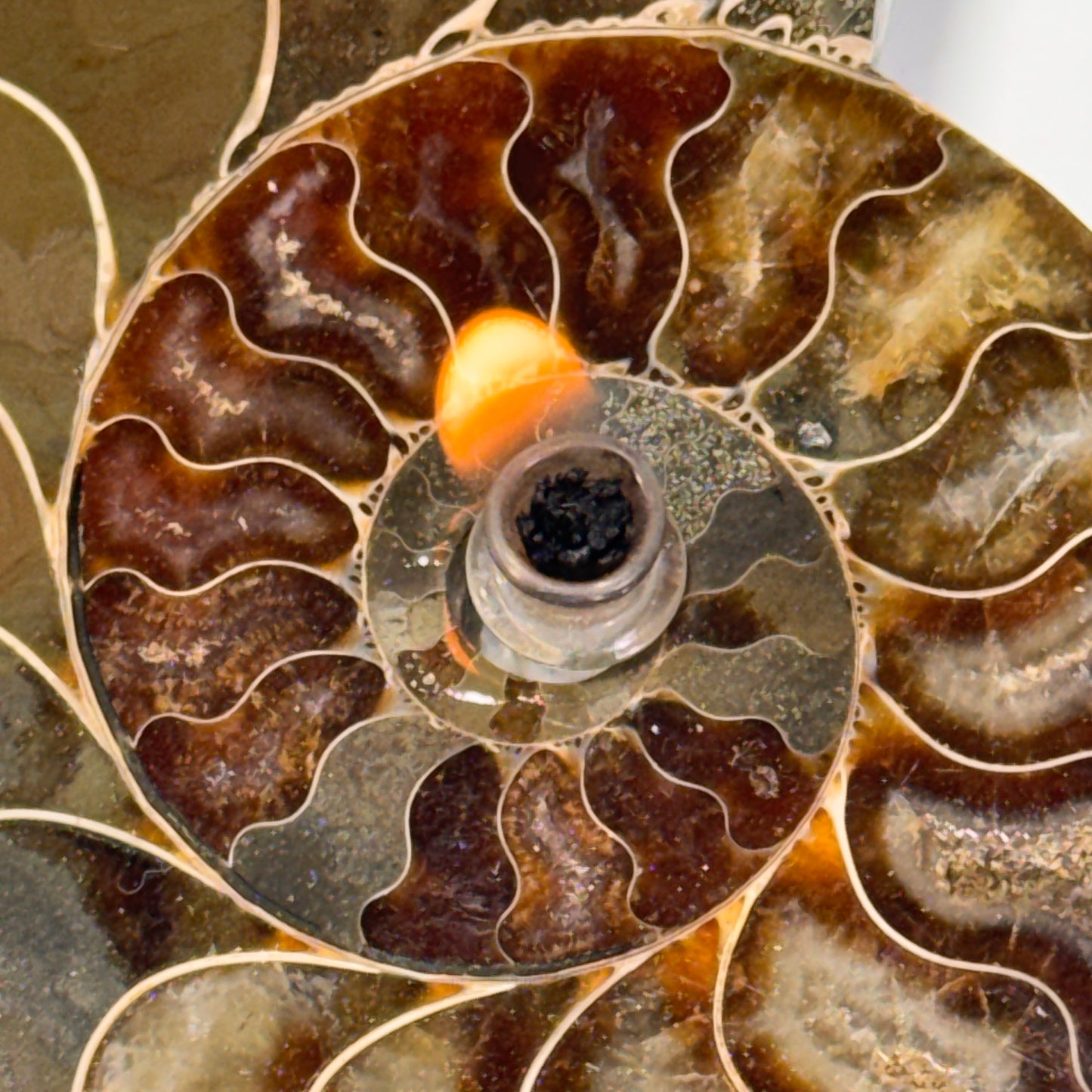 Manjunga Ammonite Fossil Cande – Handcrafted Rock Oil Lamp for Home Decor