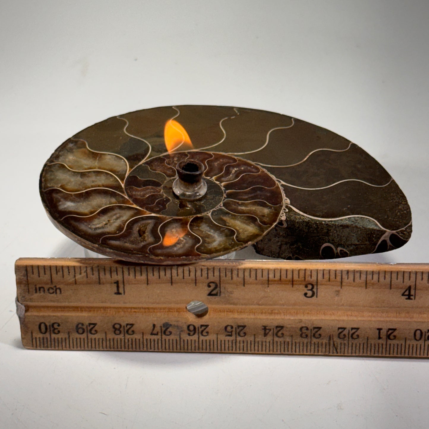 Manjunga Ammonite Fossil Cande – Handcrafted Rock Oil Lamp for Home Decor