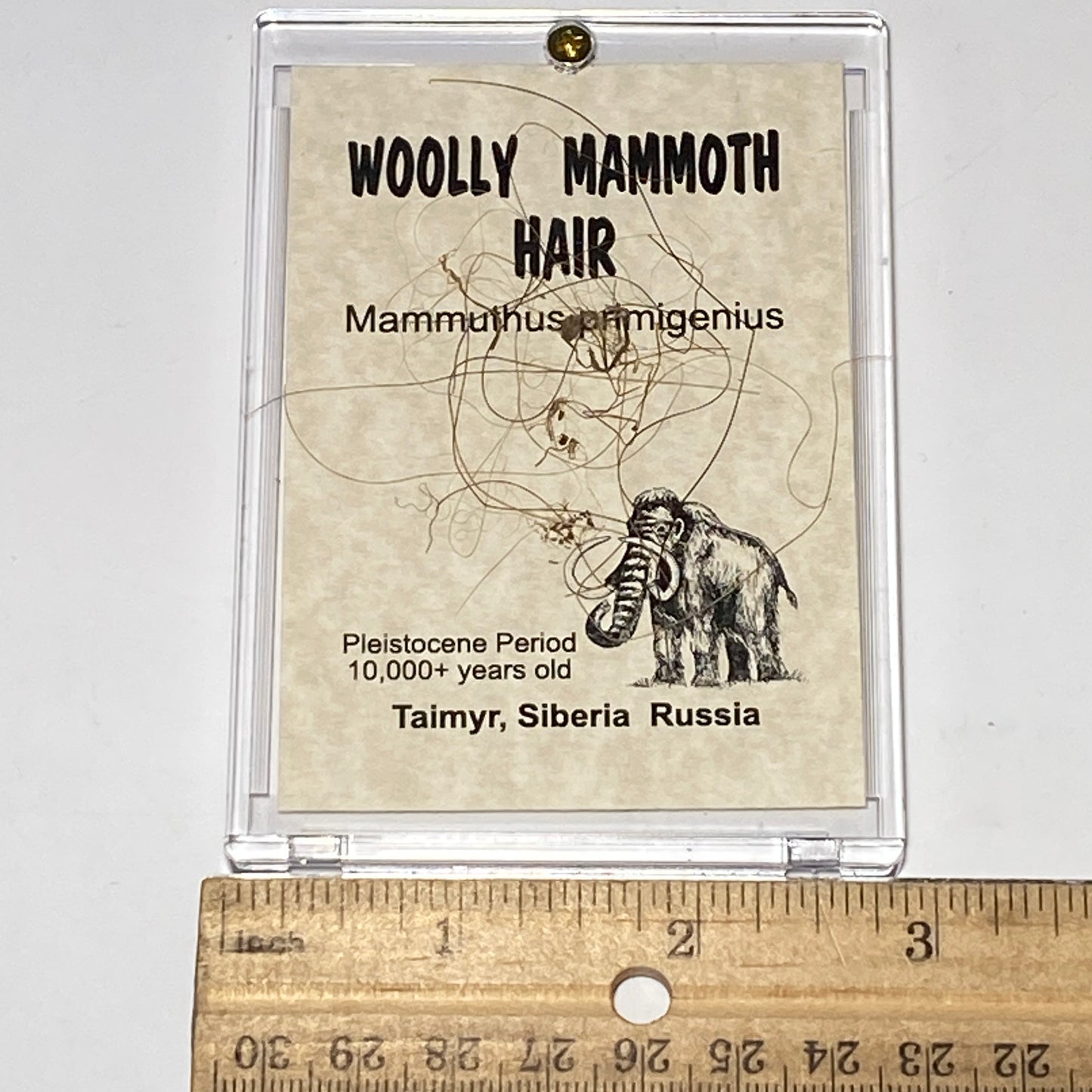 Woolly Mammoth Hair Display