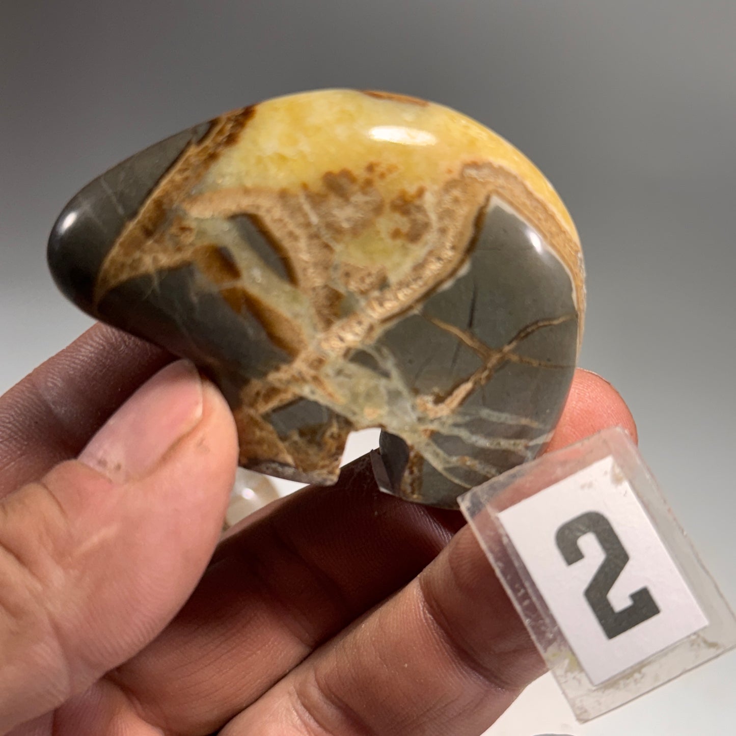 Septarian Bear Fetish - 2.5x1.75 Inches