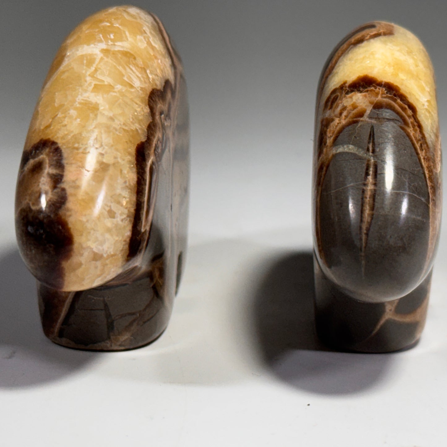 Septarian Bear Fetish - 2.5x1.75 Inches