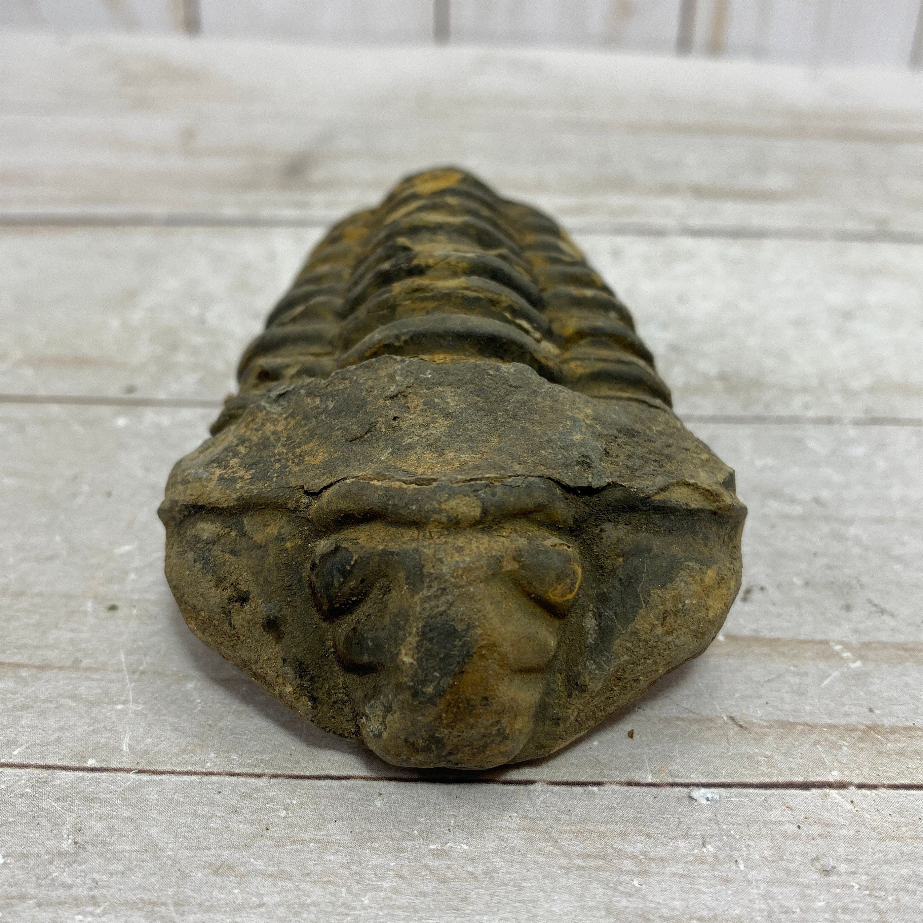 [shopname] - Trilobite fossil, Calymen trilobite, rock decor