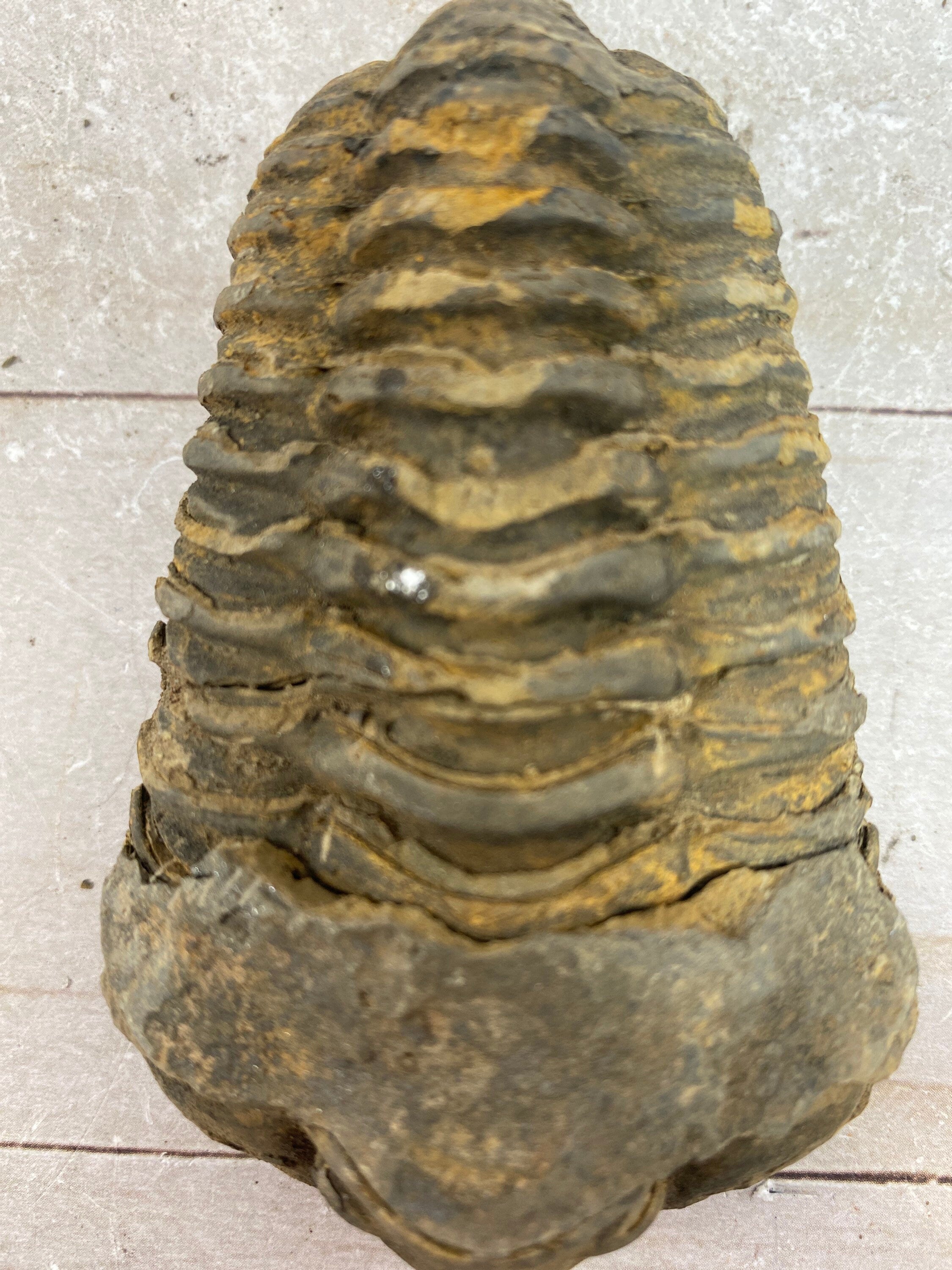 [shopname] - Trilobite fossil, Calymen trilobite, rock decor