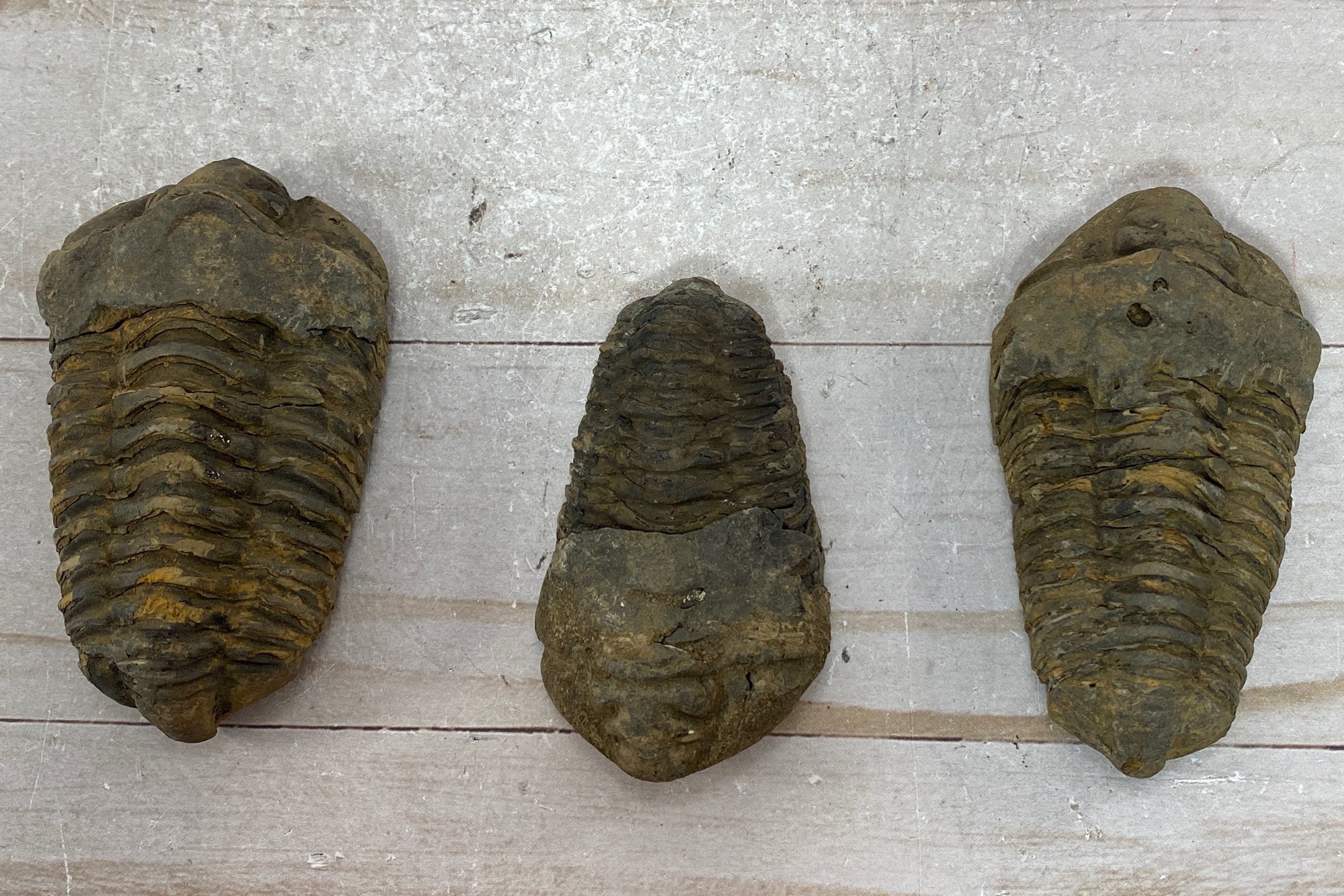 [shopname] - Trilobite fossil, Calymen trilobite, rock decor