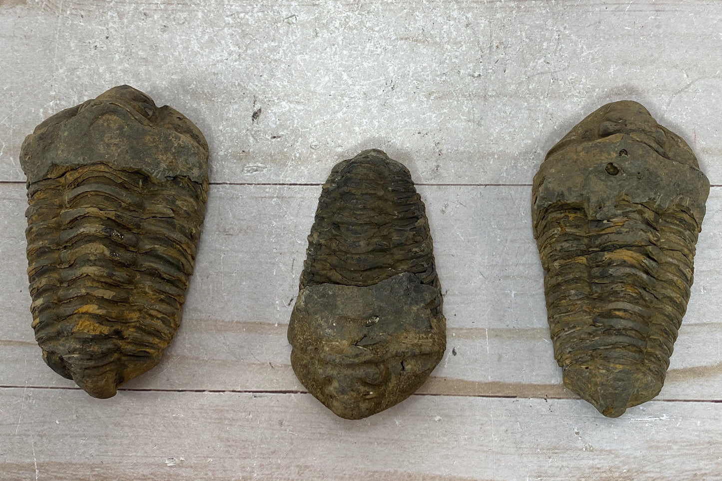 Roccia Roba - Trilobite fossil, Calymen trilobite, rock decor