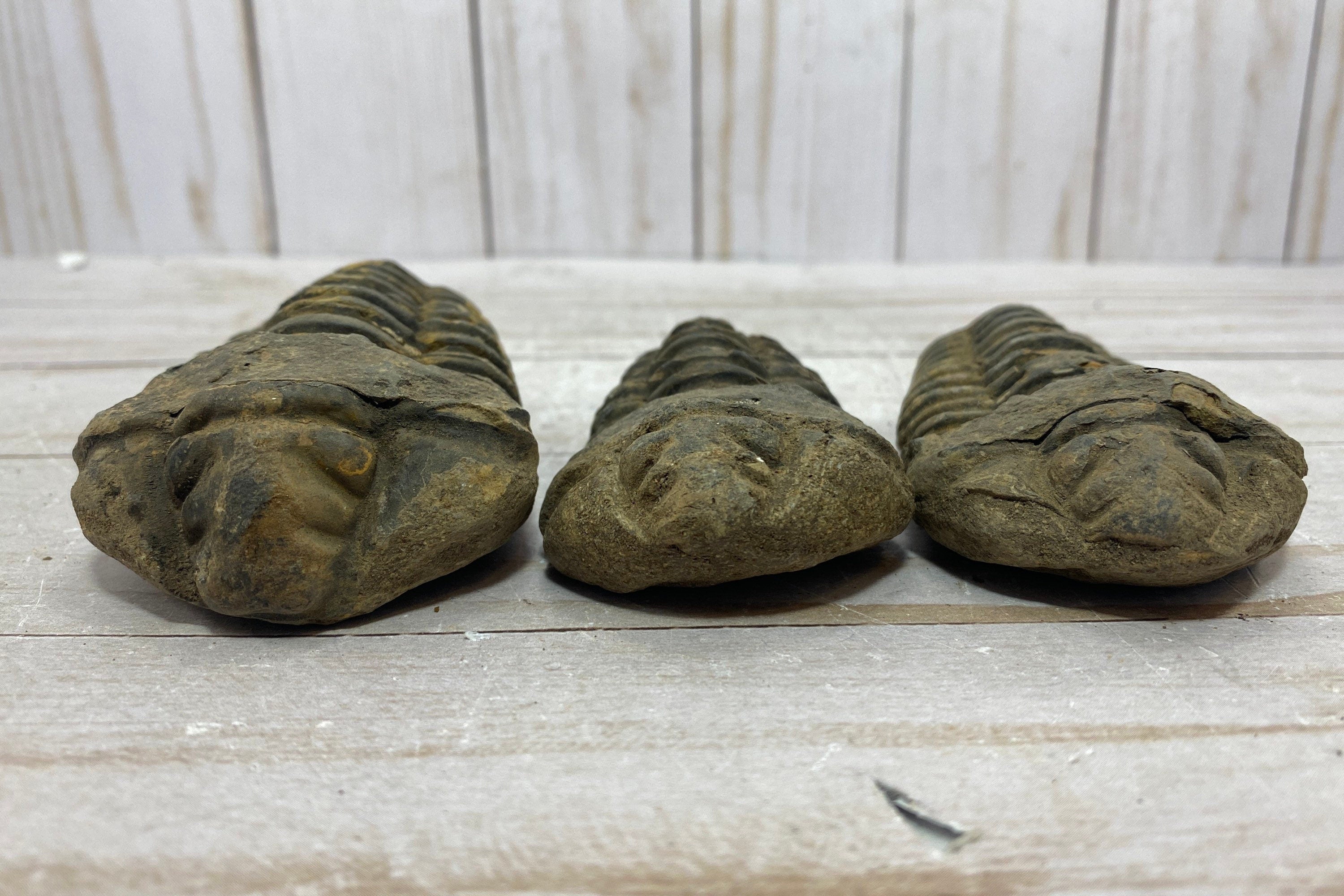 [shopname] - Trilobite fossil, Calymen trilobite, rock decor