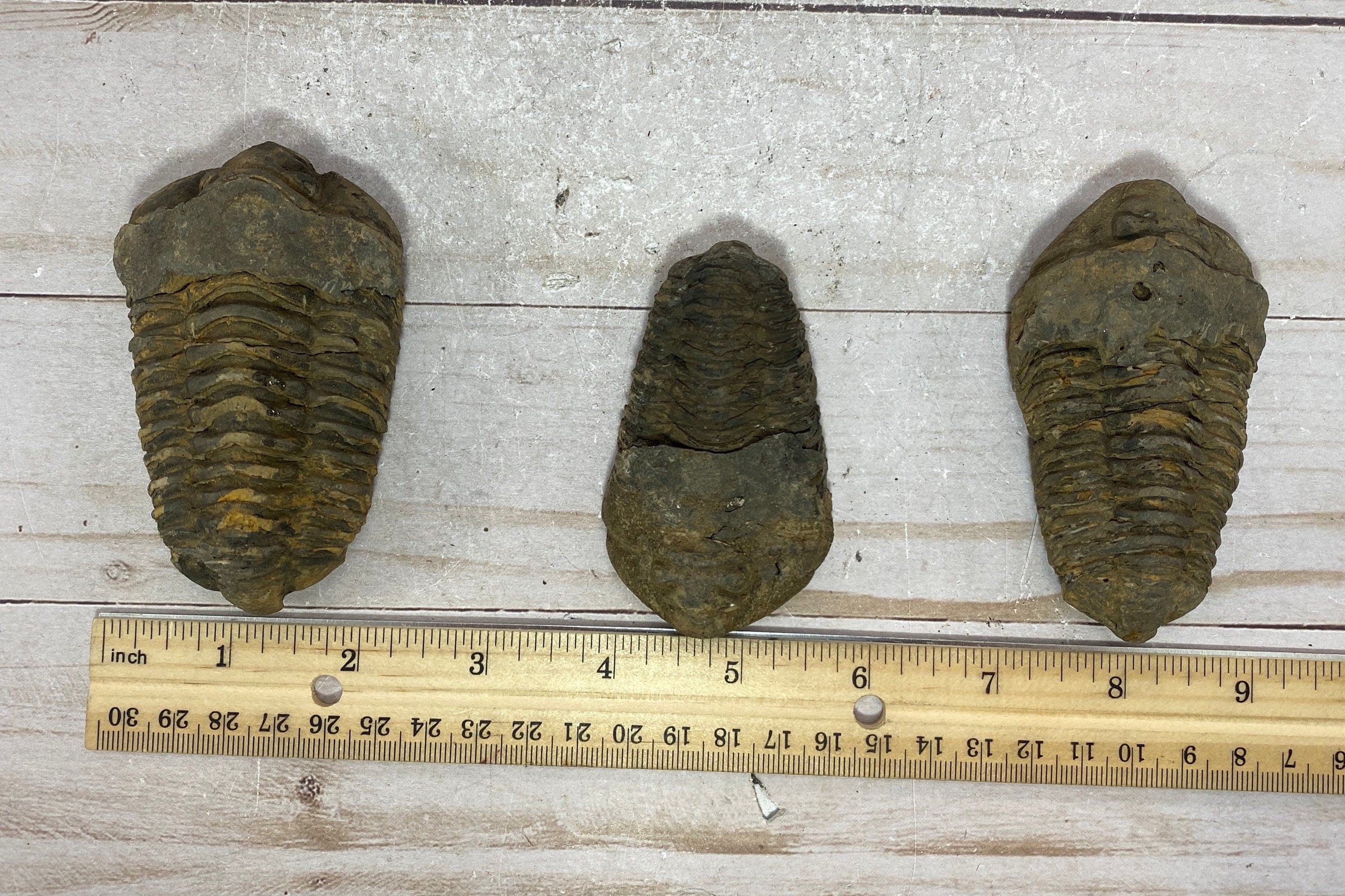 [shopname] - Trilobite fossil, Calymen trilobite, rock decor
