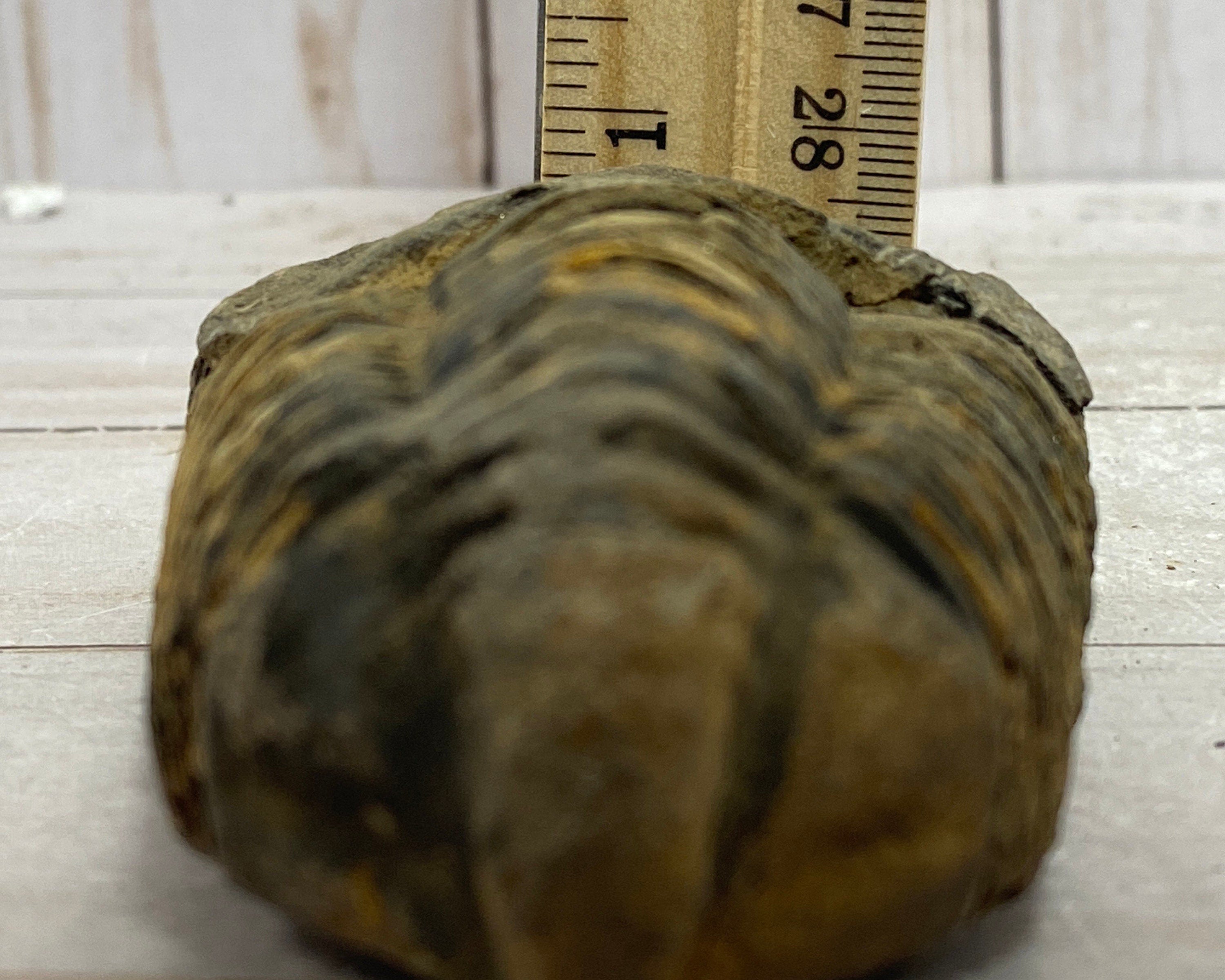 [shopname] - Trilobite fossil, Calymen trilobite, rock decor