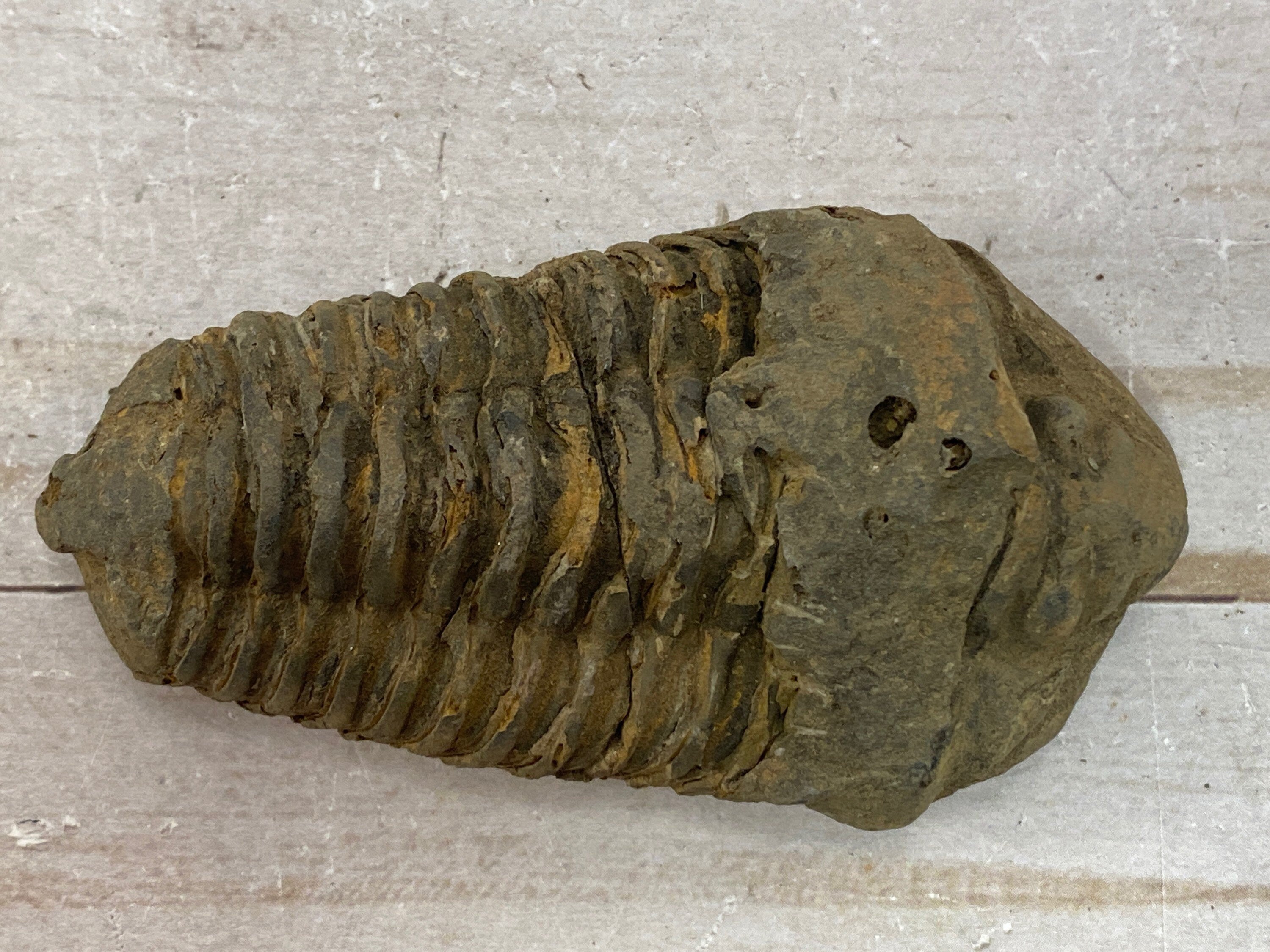 [shopname] - Trilobite fossil, Calymen trilobite, rock decor