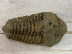 [shopname] - Trilobite fossil, Calymen trilobite, rock decor