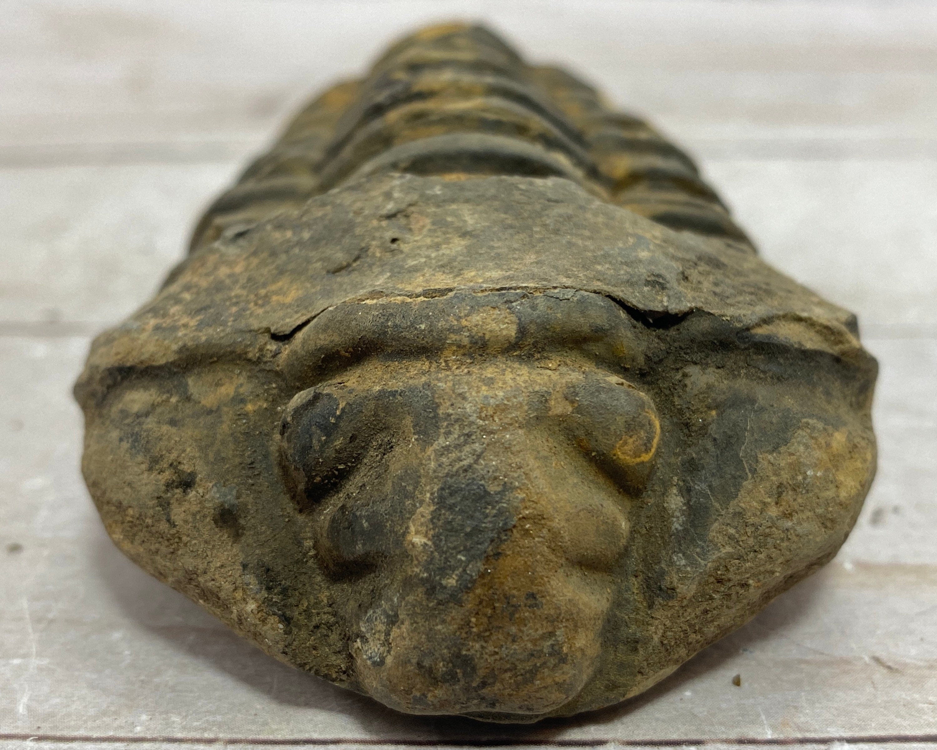 [shopname] - Trilobite fossil, Calymen trilobite, rock decor