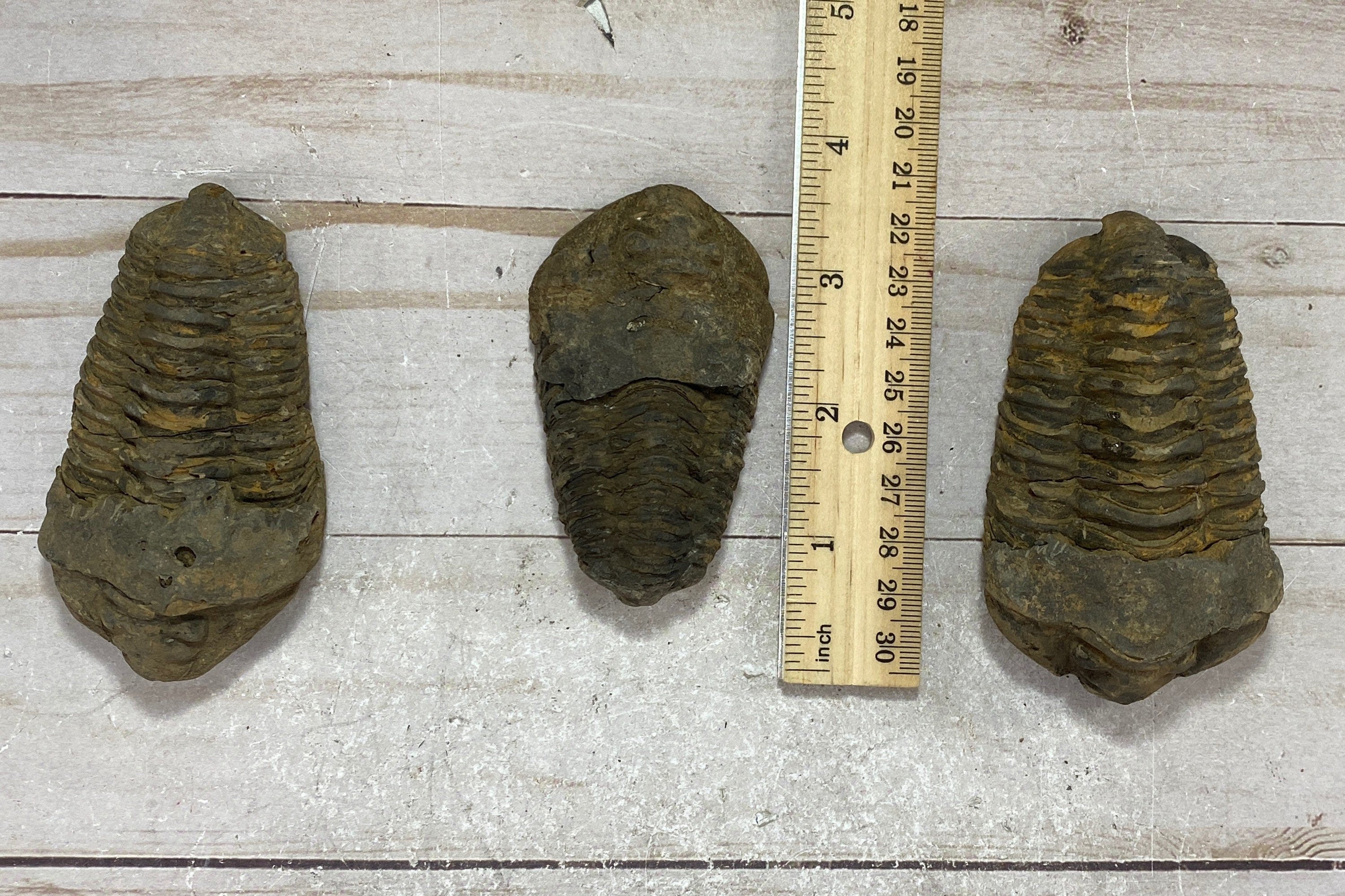 [shopname] - Trilobite fossil, Calymen trilobite, rock decor