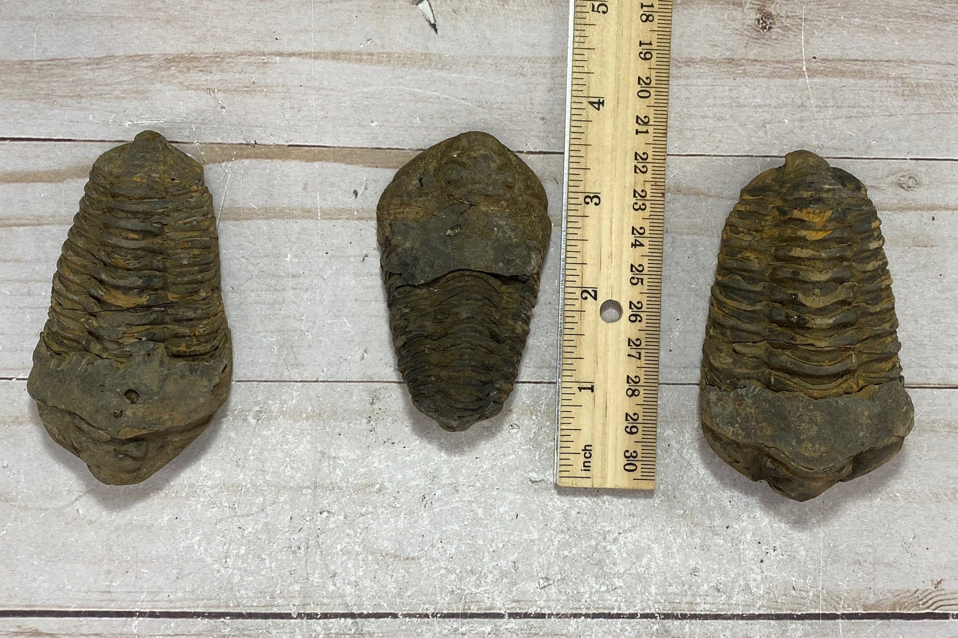 Roccia Roba - Trilobite fossil, Calymen trilobite, rock decor