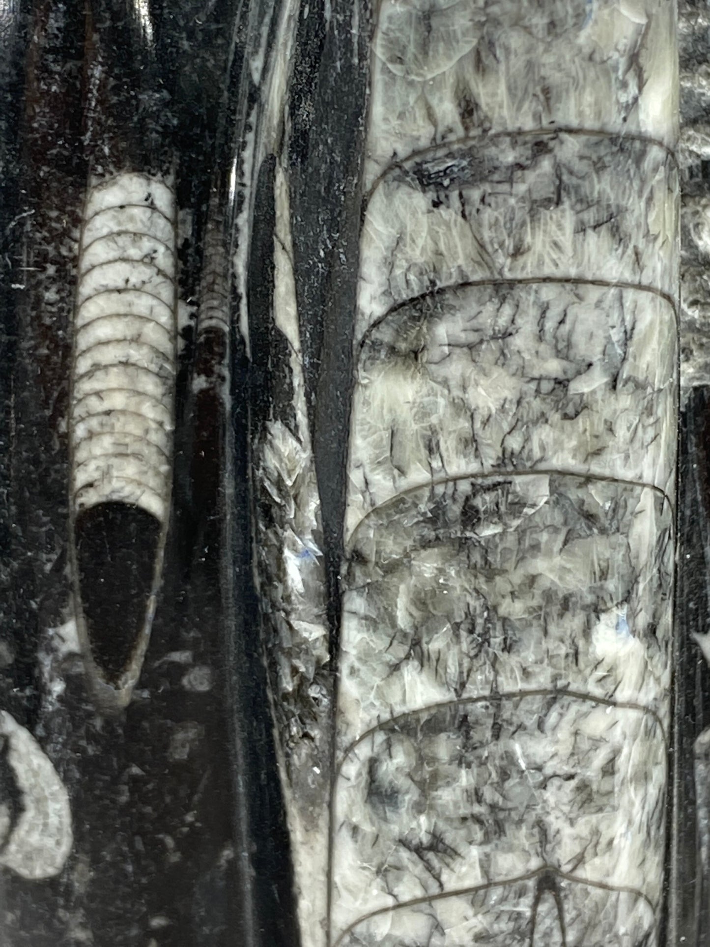 [shopname] - Orthoceras Fossil Tower, rock decor