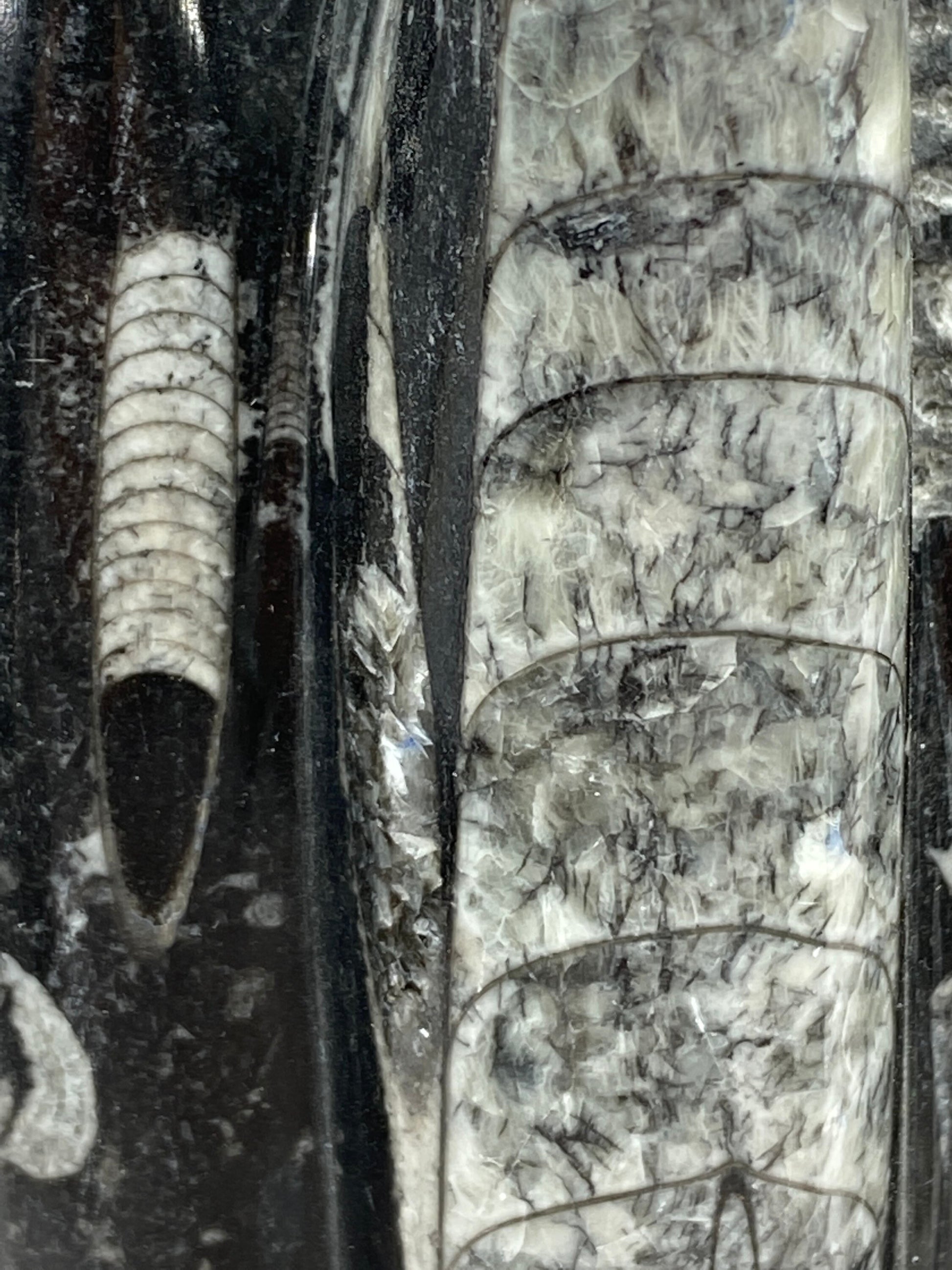 [shopname] - Orthoceras Fossil Tower, rock decor