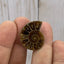 Cabinet knobs - fossil ammonite