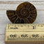 Cabinet knobs - fossil ammonite