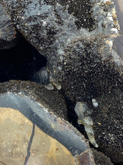 [shopname] - Dragons Egg Septarian Nodule, rock decor