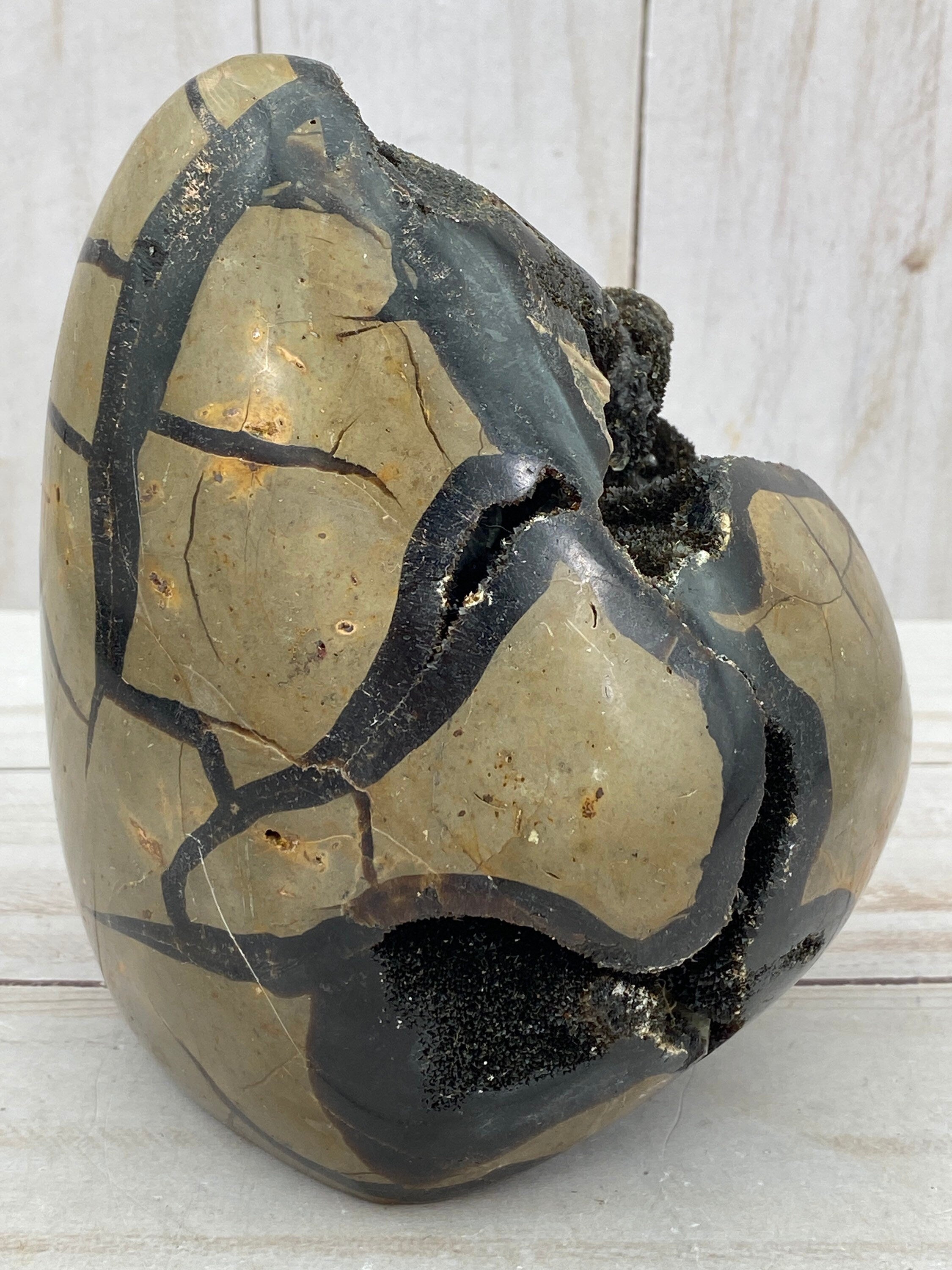 [shopname] - Dragons Egg Septarian Nodule, rock decor
