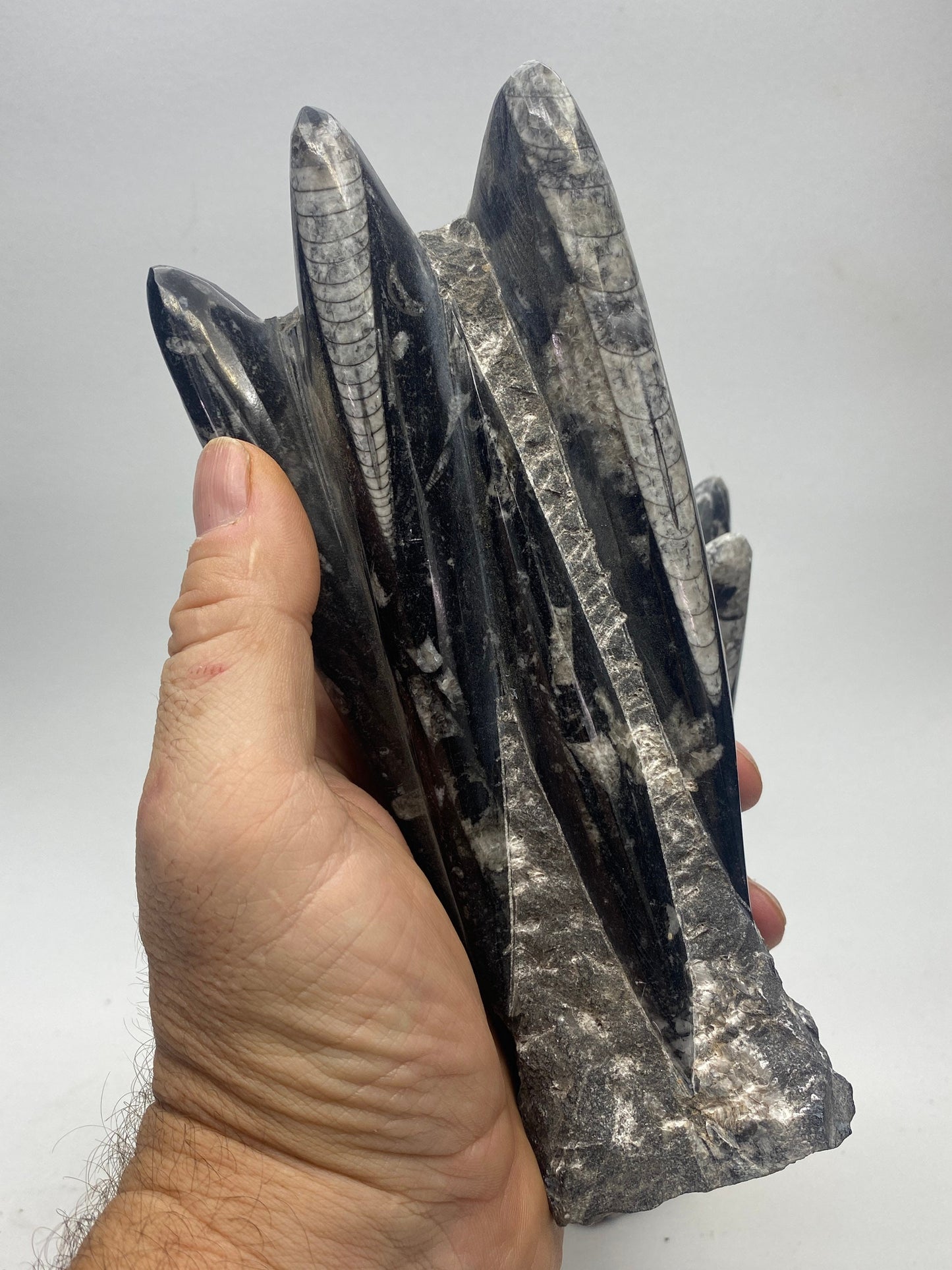 [shopname] - Orthoceras Fossil Tower, rock decor
