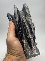 Orthoceras fossil tower, cephalopod fossils