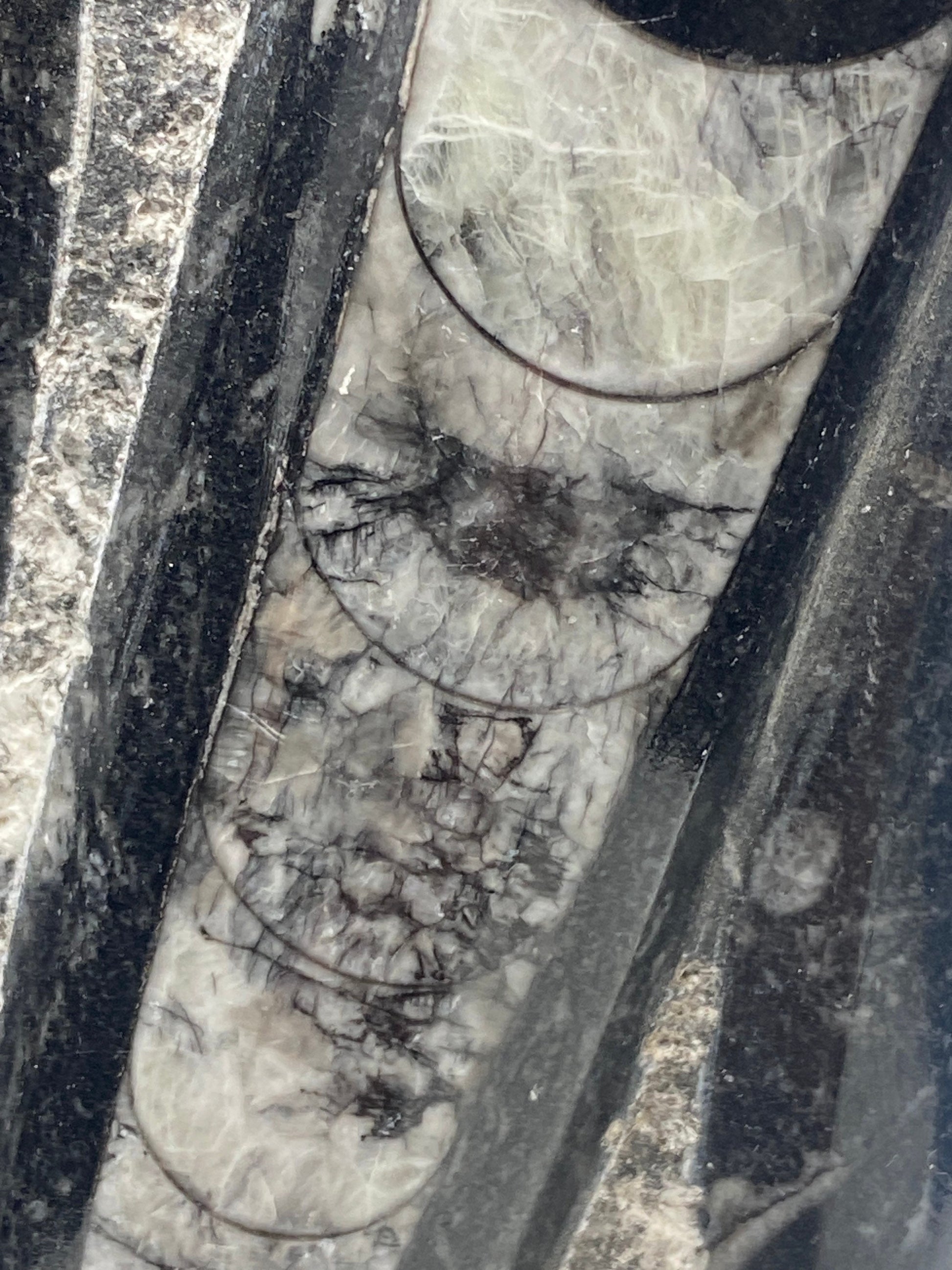 Orthoceras fossil tower, freestanding fossil cephalopod