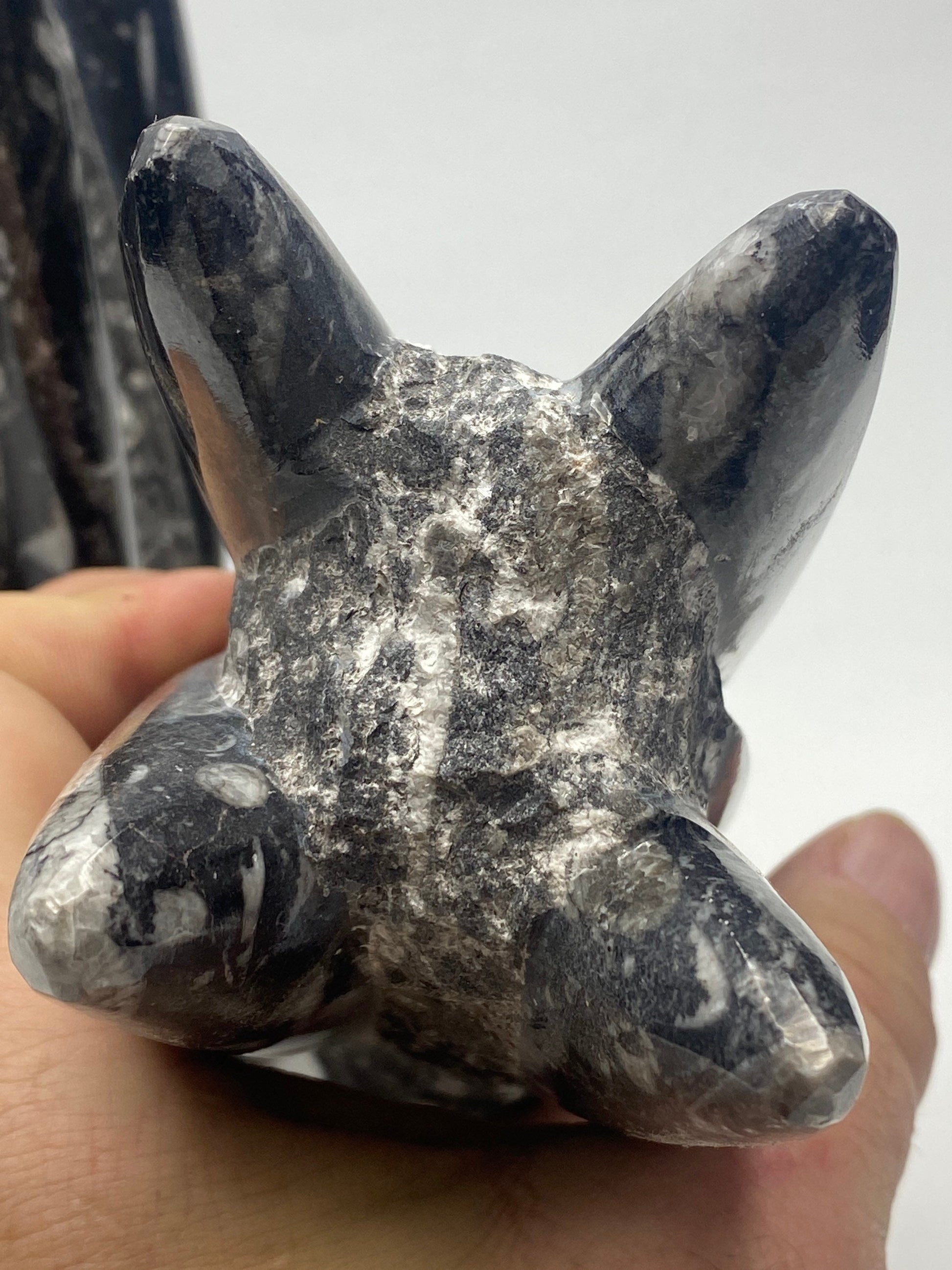[shopname] - Orthoceras Fossil Tower, rock decor