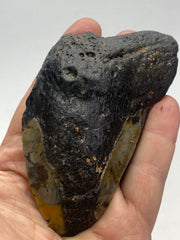 [shopname] - Real Megalodon Tooth, 5 inches long, rock decor