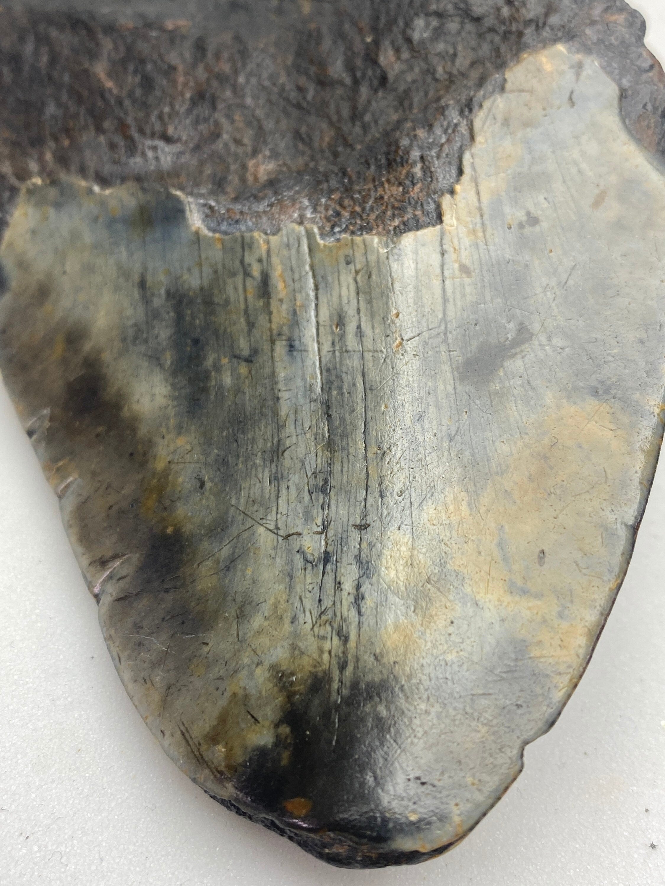 [shopname] - Real Megalodon Tooth, 5 inches long, rock decor