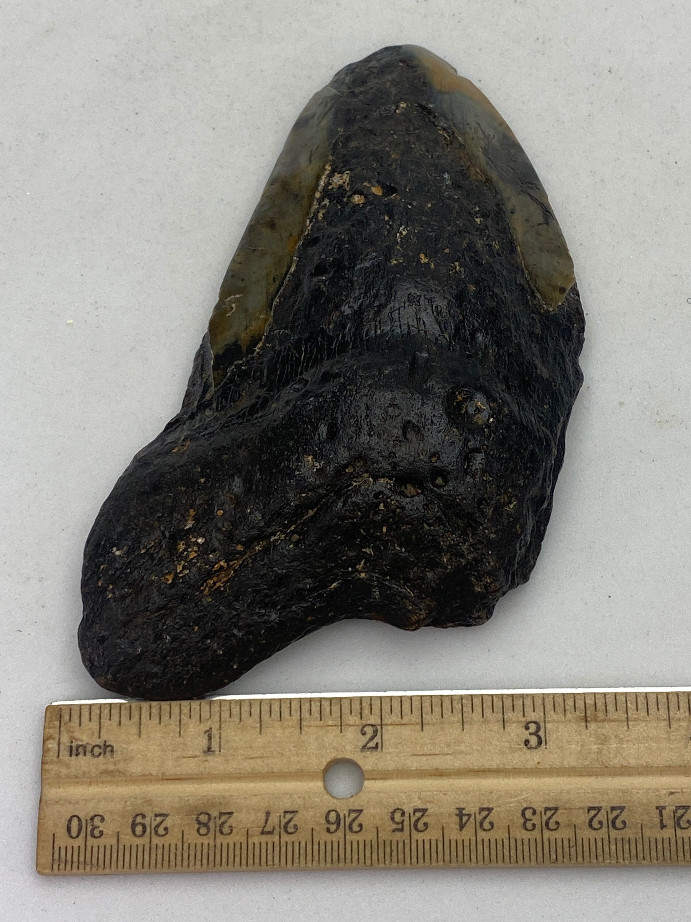 [shopname] - Real Megalodon Tooth, 5 inches long, rock decor
