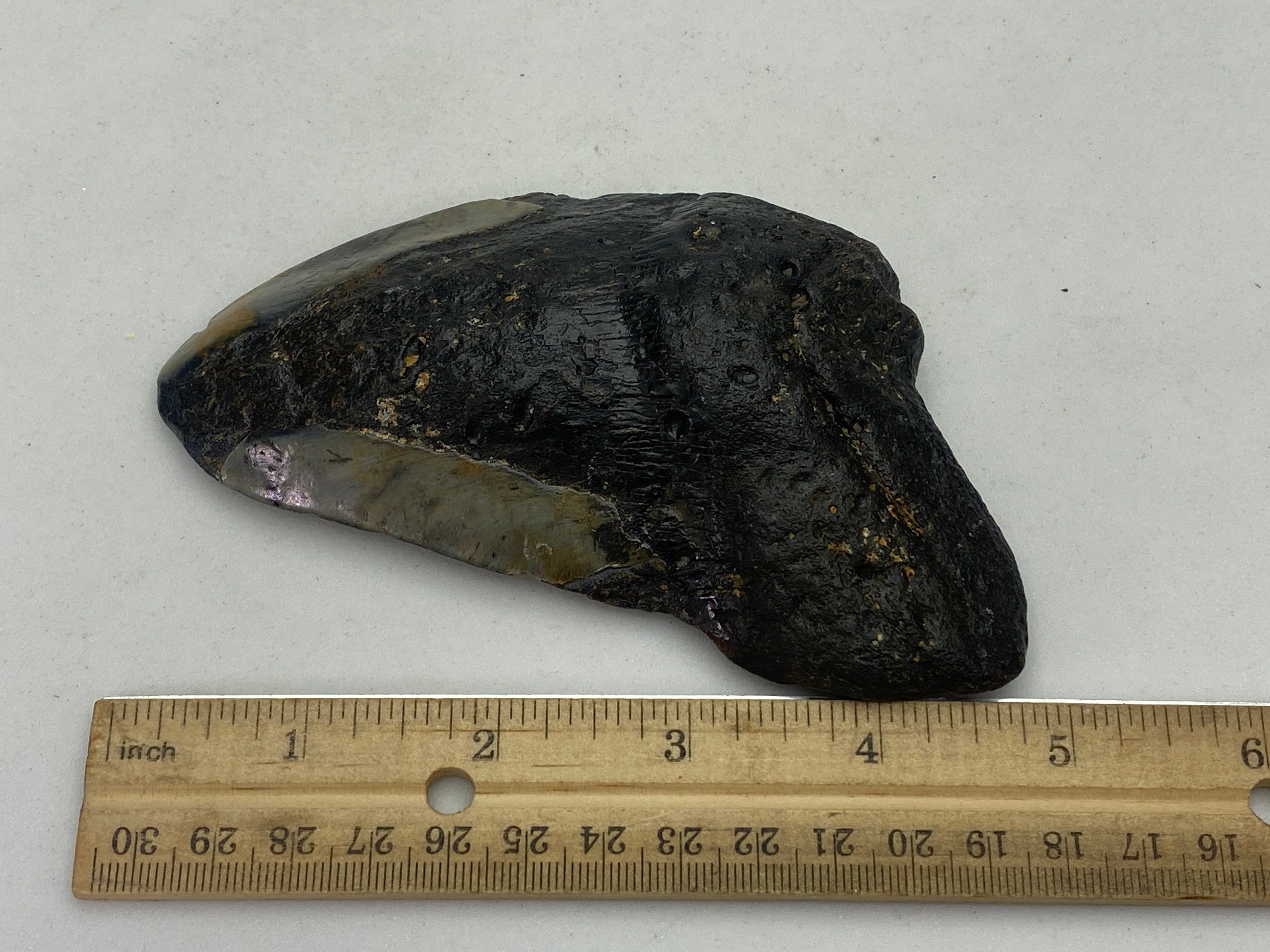 [shopname] - Real Megalodon Tooth, 5 inches long, rock decor
