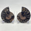 Small black ammonite fossil pair in acrylic stands