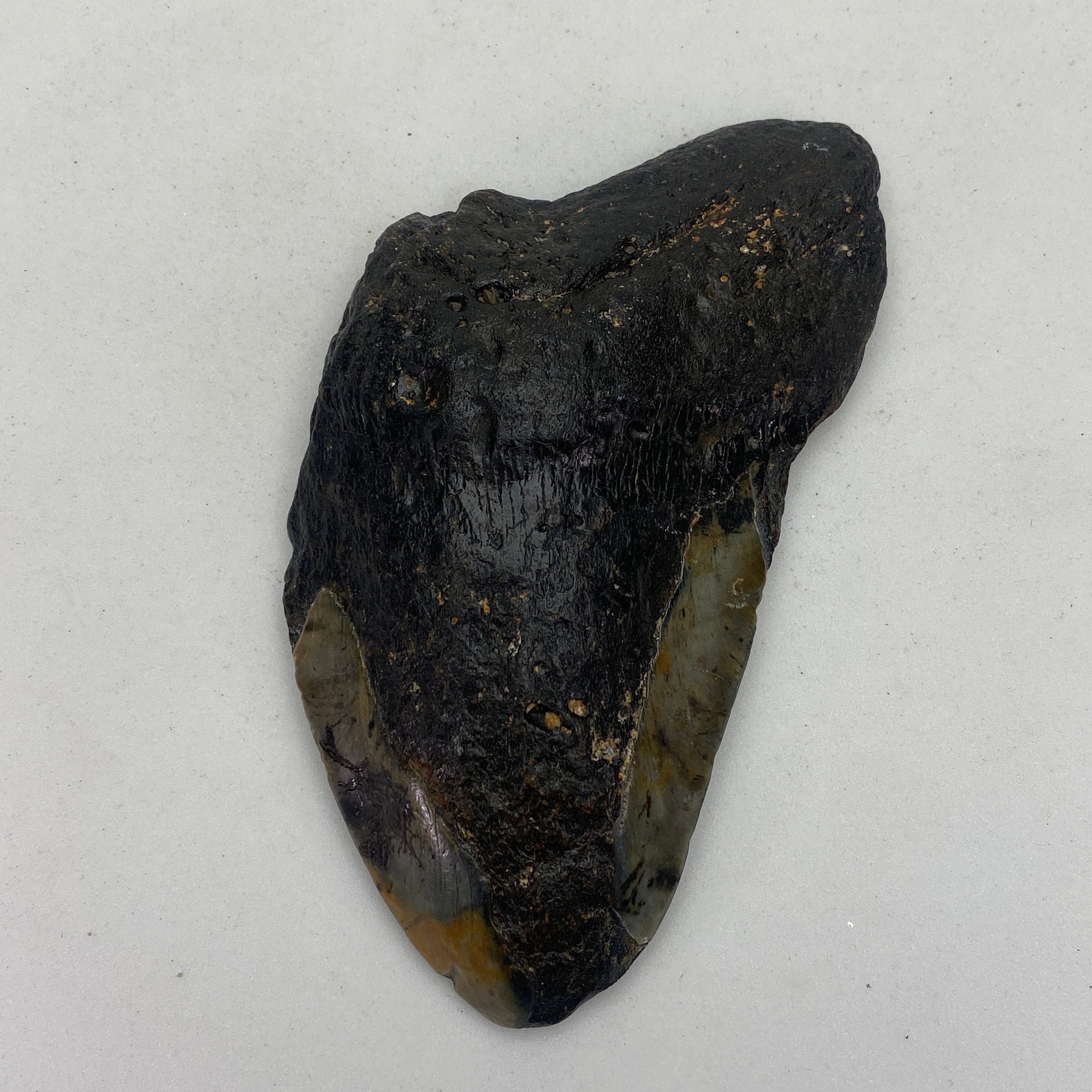 [shopname] - Real Megalodon Tooth, 5 inches long, rock decor