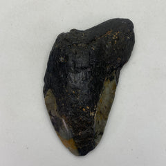 [shopname] - Real Megalodon Tooth, 5 inches long, rock decor
